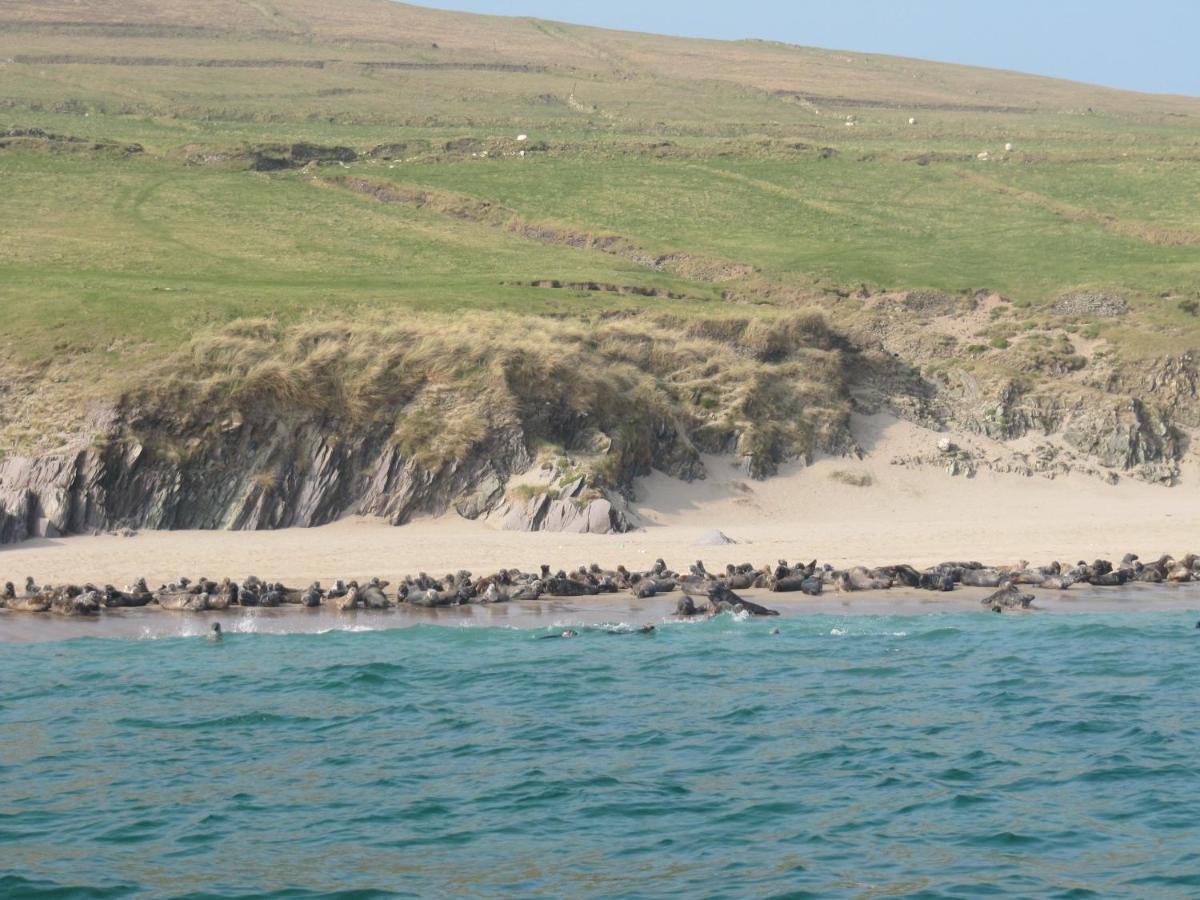 The Plough B&B Ventry Eksteriør billede