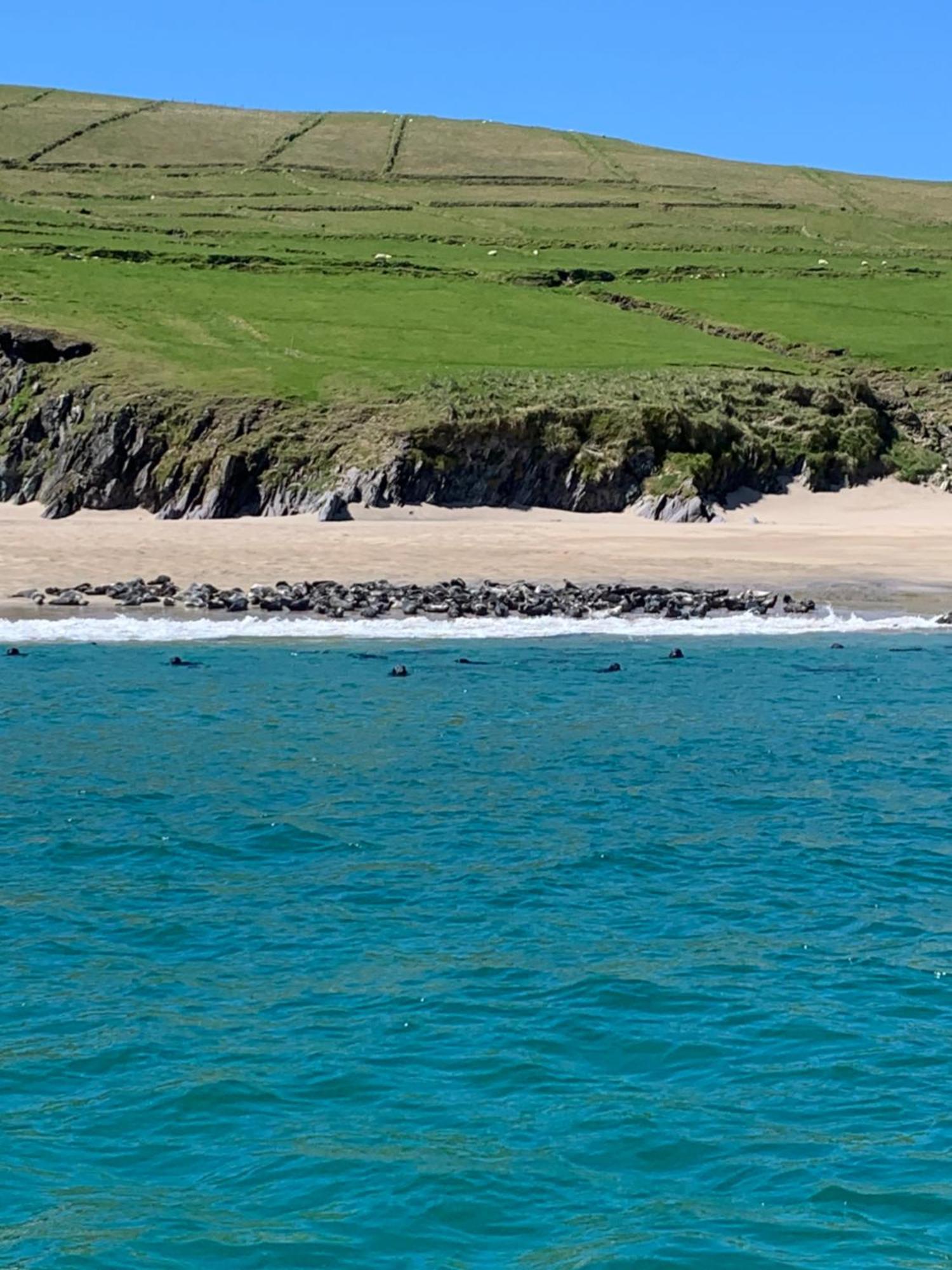 The Plough B&B Ventry Eksteriør billede