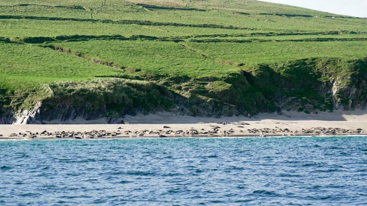 The Plough B&B Ventry Eksteriør billede