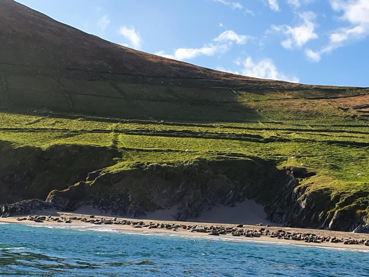 The Plough B&B Ventry Eksteriør billede